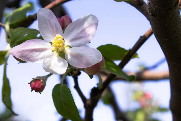 Witte bloemen appelboom takken in het voorjaar tuin — Stockfoto