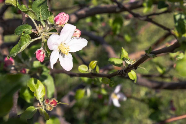 In het voorjaar bloeien appelbomen in de tuin met witte bloemen. — Stockfoto