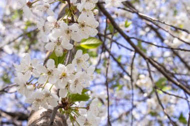 Bahçede ilkbaharda kiraz çiçeği beyaz çiçekleri ile Dalları.