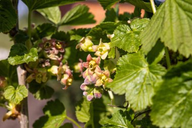 Çiçek açan kuş üzümü. Yeşil yaprakları ve küçük narin çiçekleri ile frenk üzümü çalı.