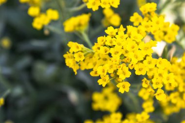 Bahçede ilkbaharda çiçek açan küçük sarı çiçekler. Close.