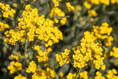 Bahçede ilkbaharda çiçek açan küçük sarı çiçekler. Close.