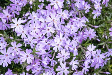 Küçük koyu mavi çiçekler bahçede bahar çiçek vardır. Close.