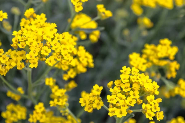 Bunga-bunga kecil kuning tumbuh di taman luar. Close-up . — Stok Foto