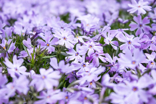 Flores pequenas azuis closeup cresce em um jardim ao ar livre. Close-up . — Fotografia de Stock