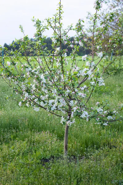 In primavera, un melo fiorì nel giardino. melo con fiori — Foto Stock