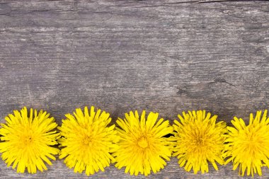 Küçük, sarı karahindiba eski kurulların arka planda yatıyor. Mesajın için bir yer var. Arka plan.