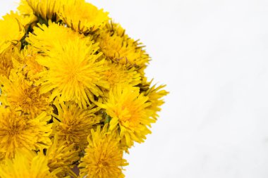 Beyaz bir arka plan üzerinde küçük sarı karahindiba. Mesajın için bir yer var. Arka plan.