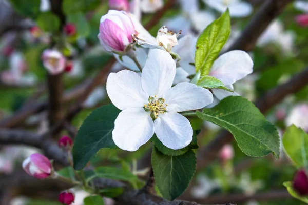 Takken met witte bloemen van appelbomen in de lente in de tuin. — Stockfoto