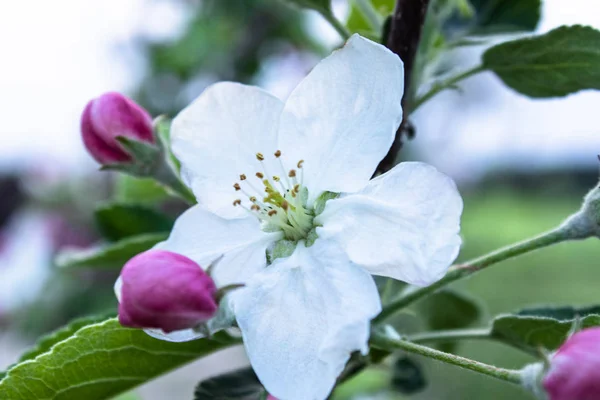 Roze en witte appel bloemen en toppen bloeien in de tuin. — Stockfoto