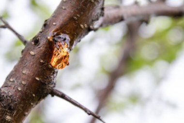 Gövde yakın çekimağacın katı özsuyu.