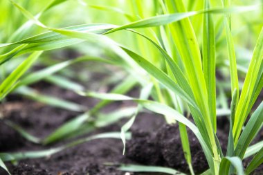 Young seedlings of wheat and barley growing on the field in a row.