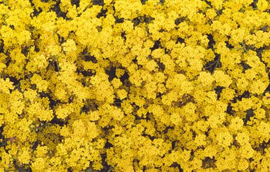 Bahçede ilkbaharda çiçek açan küçük sarı çiçekler. Close.