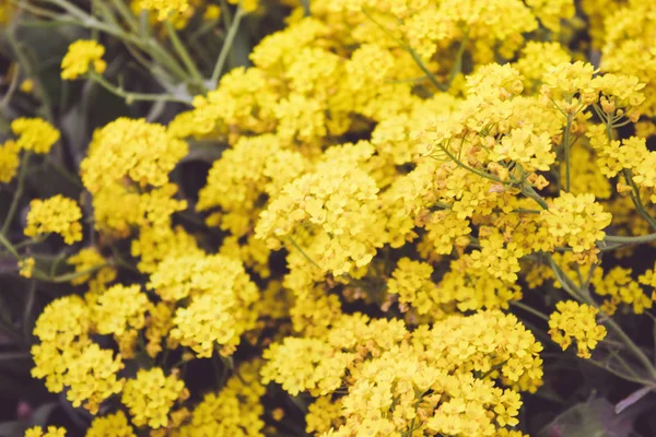 Pequenas flores amarelas floresceram na primavera no jardim. Close-up . — Fotografia de Stock