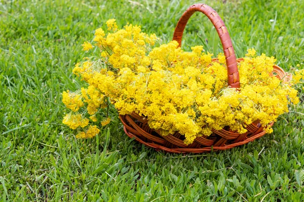 Pequeñas flores amarillas en una cesta de pie sobre hierba verde . —  Fotos de Stock
