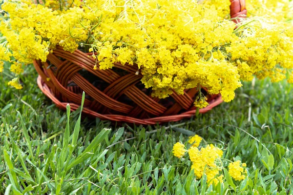 Pequeñas flores amarillas en una cesta de pie sobre hierba verde . —  Fotos de Stock