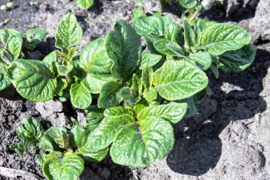 Young parostki potatoes with green leaves.