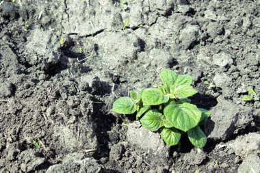 Young parostki potatoes with green leaves.