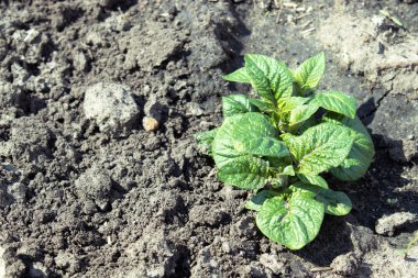 Young parostki potatoes with green leaves.