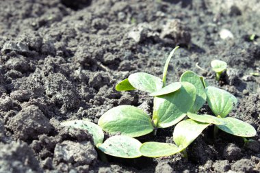 Genç kabak parostkov yaprakları.