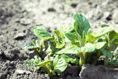 Young parostki potatoes with green leaves.
