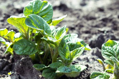 Young parostki potatoes with green leaves.