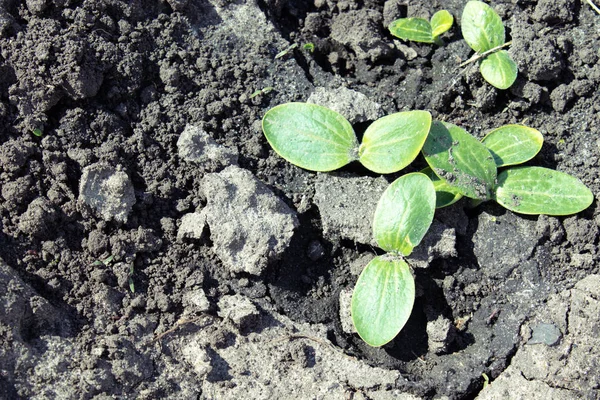 Blad av unga zucchini parostkov. — Stockfoto