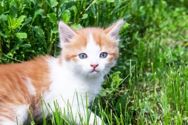 Mavi gözlü küçük kırmızı bir kedi yavrusu çimenlerde oynuyor. Close.