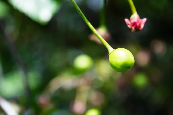 Green Cherry Berry. Cerises sur l'arbre . — Photo