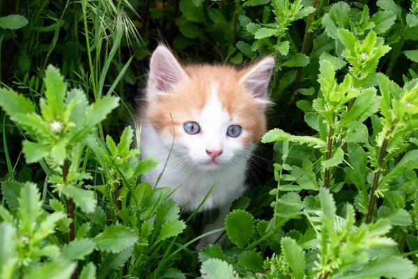 Piccolo gattino rosso che gioca nell'erba . — Foto Stock