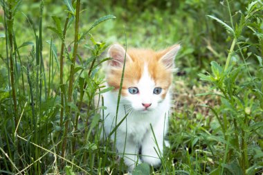 Çimenlerde oynayan küçük kırmızı kedi yavrusu.
