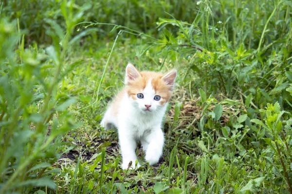 Little red kitten playing in the grass.