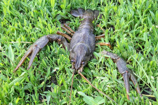 Frischer lebender Krebs auf grünem Gras — Stockfoto