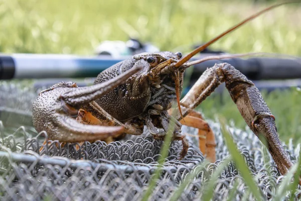 Frischer lebender Krebs krabbelt auf dem Fischernetz in der Nähe der Angel — Stockfoto
