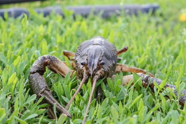 Frischer lebender Krebs auf grünem Gras — Stockfoto