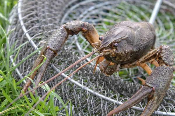 Frischer lebender Krebs auf grünem Gras nahe Angelruten — Stockfoto