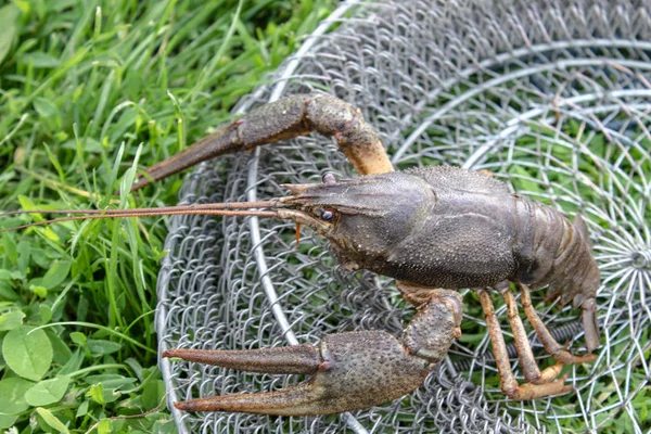 Frischer lebender Krebs auf grünem Gras nahe Angelruten — Stockfoto