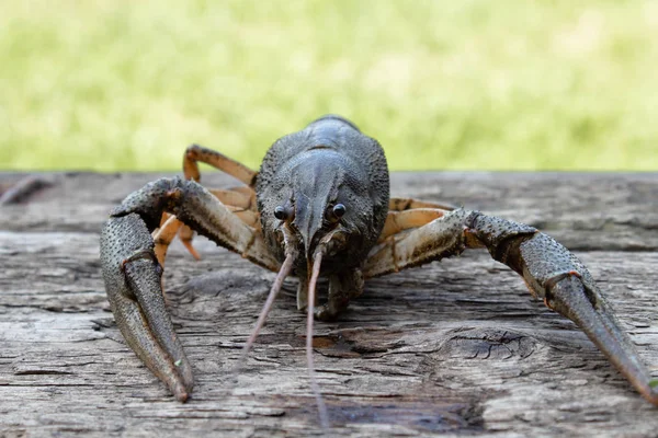 Le cancer vivant rampe sur de vieilles planches à l'air frais — Photo