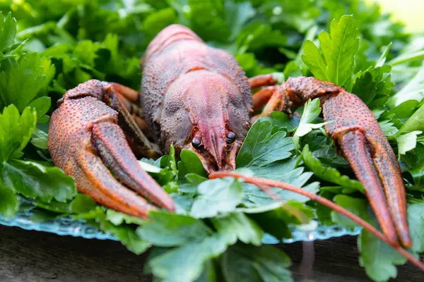 Red boiled crayfish with herbs on a plate — Stock Photo, Image