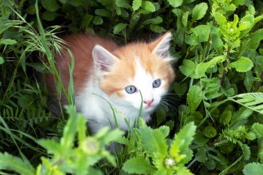 Çimenlerde oynayan küçük kırmızı kedi yavrusu.