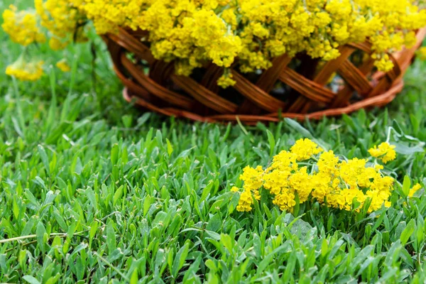 Un ramo de pequeñas flores amarillas en una canasta de madera en la hierba . —  Fotos de Stock