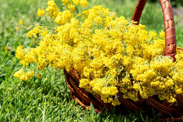 Un ramo de pequeñas flores amarillas en una canasta de madera en la hierba . —  Fotos de Stock