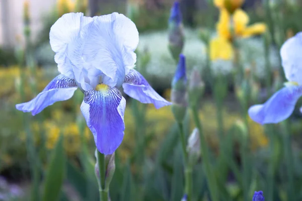 Flores de iris azul en primer plano sobre un fondo de jardín verde. flores del iris crecen en el jardín — Foto de Stock