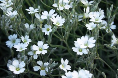 Beyaz küçük çiçekler. Bahar çiçekleri