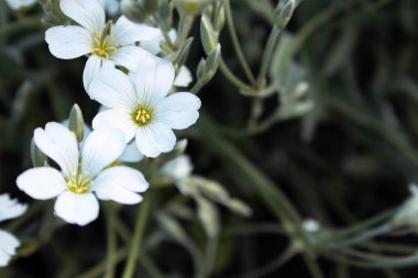 Beyaz küçük çiçekler. Bahar çiçekleri