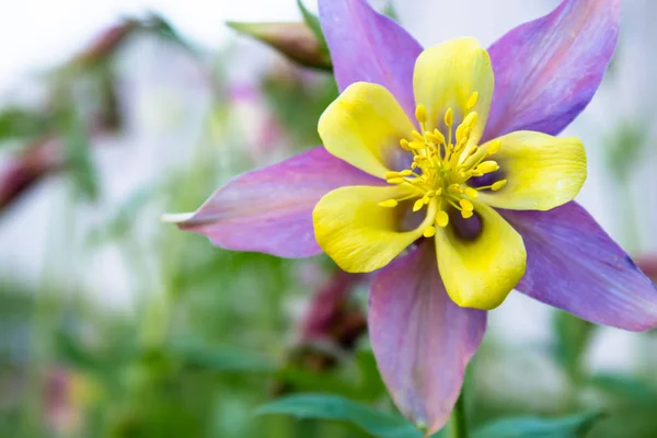 Gelbe Blume mit rosa Leprosen im Garten. — Stockfoto