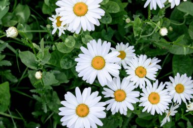 Bir grup beyaz papatya çiçeği.