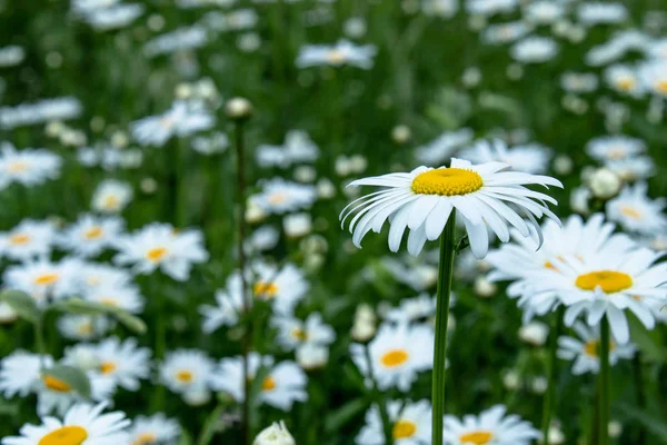 하나의 꽃에 중점을 둔 데이지 필드. 카모마일, 카모마일 문 — 스톡 사진