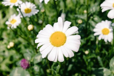 Bir çiçek üzerinde durularak papatya alanı. Papatya, papatya ay