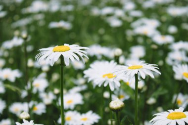 Çiçek açan papatyalar. Papatya, papatya ay.